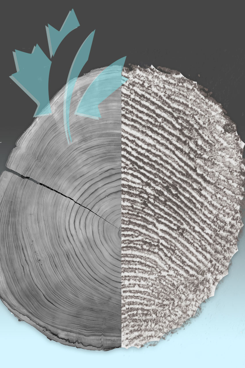 Tree and Fingerprint